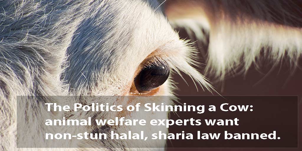 The Politics of Skinning a Cow and Halal